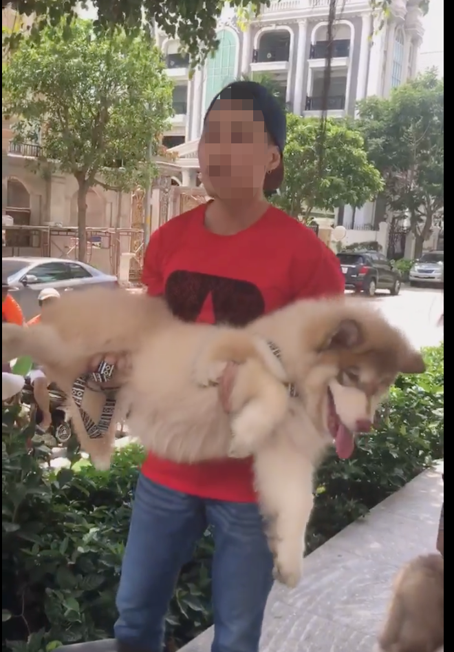Việt kiều dắt chó đi dạo xúc phạm người bảo vệ già đã đến tận nơi xin lỗi 2